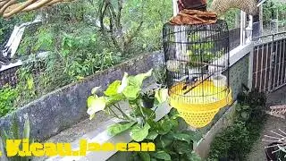 SUARA BURUNG GLATIK BATU MUDA YANG SYAHDU DI SIANG HARI MEMBUAT STRES ANDA HILANG SEJENAK