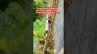 Bambu Buntet di pagar #bambubertuah#bambubuntet#bambucombong #bambupetukviral #adadishorts