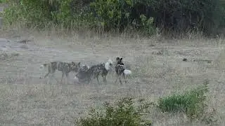 Wildhunde erlegen Impala auf Safari Tour