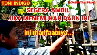 SEGERA AMBIL JIKA PUNYA TANAMAN INI DI KEBUN KALIAN