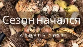 СЕЗОН НАЧАЛСЯ! МАСЛЯТА в апреле! Сморчки! Первые Грибы 2023 года!