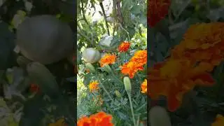 Vegetable Garden Progress