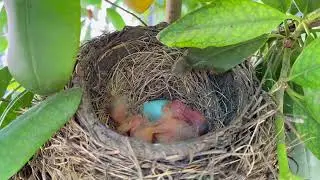 Life of an American Robin Family - Hatching and Caring for Chicks 4K