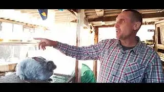 Имбридинг или родственное скрещивание мой опыт.