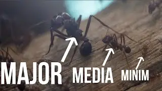 The different shapes of Atta ants
