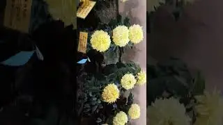 Flowers Exhibition #trending Bonsai Trees #shot Vegetables Trees Tomato Green Chilli Ect. #viral