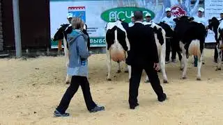 Выставка племенных коров 