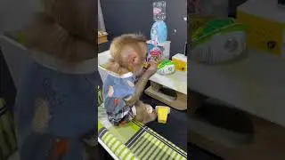 baby monkey harry eat cake and candy 🍪🍬 #monkey #animals