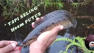 " TALI SELING "...Heem  PUTUS