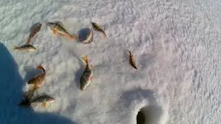 Амелькина грива Окунь 26 03 2020