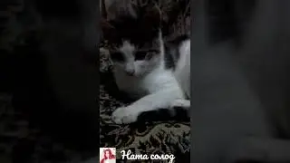 Кошка по имени" Удача" ( мои милые котики 24 часть )