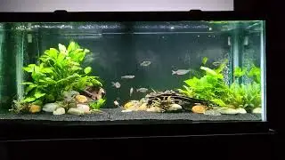 planted 75 gallon barb tank