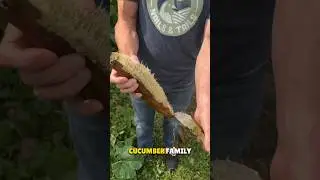 Luffa Using As a Shoe Sole in China 🤯