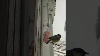 Синички ОЧЕНЬ любят САЛО (несоленое)