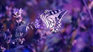 10 Amazing facts about animals