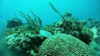 FreeDiving