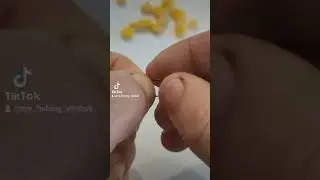 как правильно насадить кукурузу