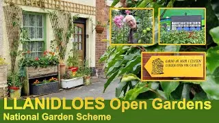 Llanidloes Open Gardens | National Garden Scheme | 2024