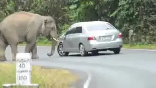Elephant damaging a car on road