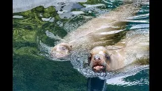 Photographing hotspot - Vancouver Aquarium