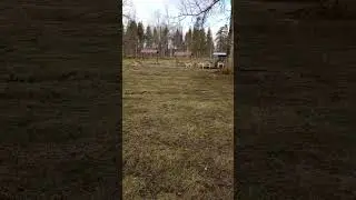 deers in Mösseberg 