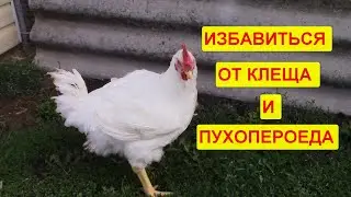 3 способа избавиться от пухопероеда и клеща