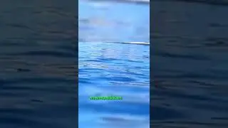 para penelitian nyaris di terkam seekor paus
