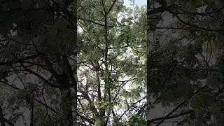 Black Locust tree in full bloom.