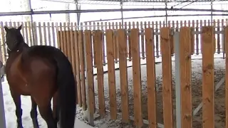 Водилки для лошадей, шагалки. Делаем под ключ!