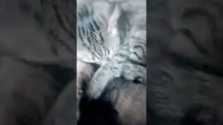 #tiktok #амелия #shorts