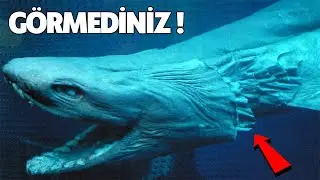 THE 10 STRANGEST SHARK SPECIES / THEY CAN STICK TO YOU AND LIVE WITH YOU, WATCH DOCUMENTARY