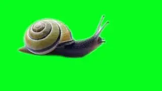 REAL SNAIL GREEN SCREEN CROMA ROYALTY FREE - CARACOL PANTALLA VERDE GRATIS SIN DERECHOS DE AUTOR