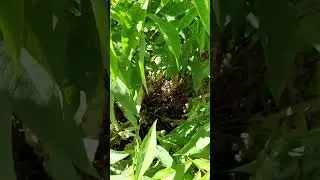 Вот такая она , мучнистая роса.