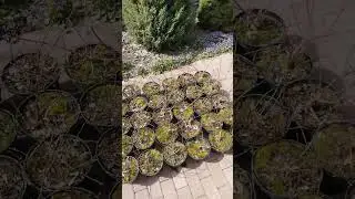 Гортензия метельчатая Стробери Блоссом