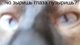 как ограбить дом номер 6 в BROOKHAVEN?