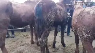 Карабулак мал базар 29.12.19