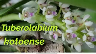 Tuberolabium kotoense в цвету...