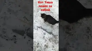 Кот Тиша повёл за собой😉🐈