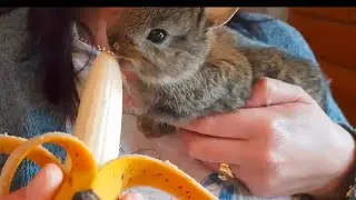 Baby bunny eats a banana