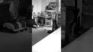 Накорми кота 🤣🤣🤣 #funniestcats #funny #funnyvideo