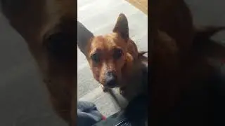 when you pet the dog once