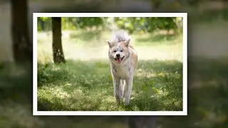 Czarodziejskie Smyczki - Cztery łapy na zdjęciach