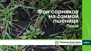 Фон сорняков на озимой пшенице, Пенза