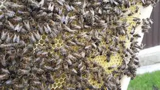 Drone bees. Colony repair.