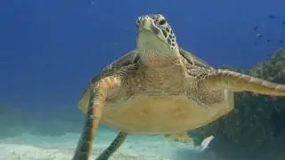 Diving with Turtles at Balicasag Island, Philippines
