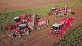 Arrachage de Betteraves 2021 avec Merlier Lequette