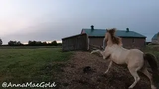 move horses