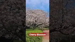 Cherry Blossoms
