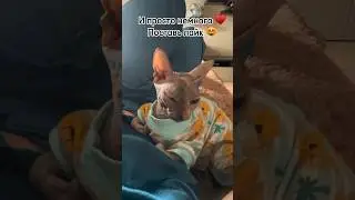 Инопланетная кошка Юна! Мой нескончаемый поток любви и нежности #кошка #сфинкс #sphynx #car #love