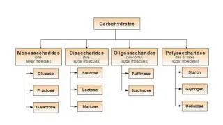 Carbohydrates - Monosacharides 